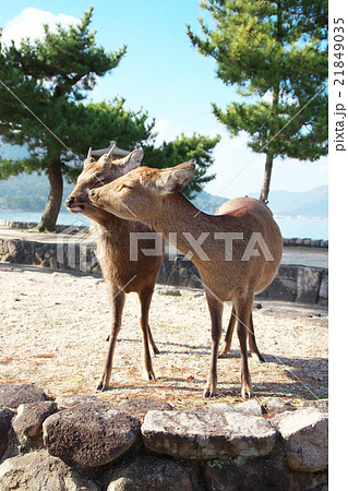 宮島 鹿 宮島 鹿 21849035