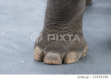 Elephant leg 21849186