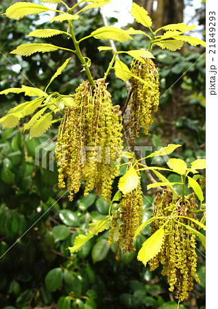 ミズナラ 21849293