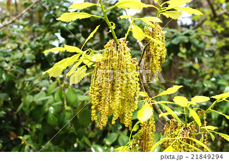 ミズナラ 21849294