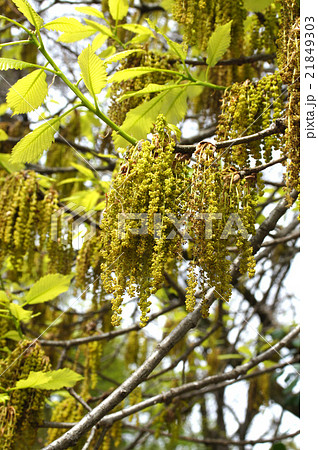 ミズナラ 21849303