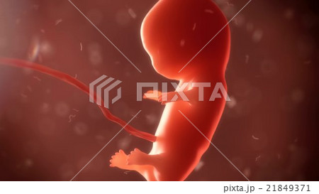 embryo phase of born  21849371