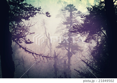 Nepal jungle Nepal jungle 21849502