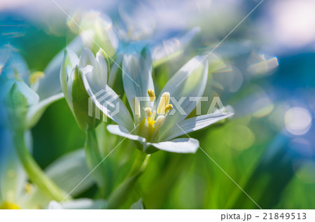 Snowdrops 21849513