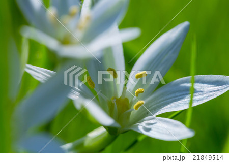 Snowdrops Snowdrops 21849514