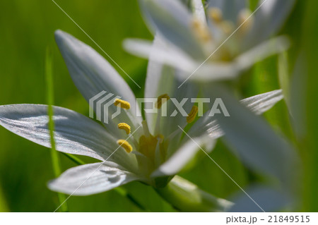 Snowdrops Snowdrops 21849515