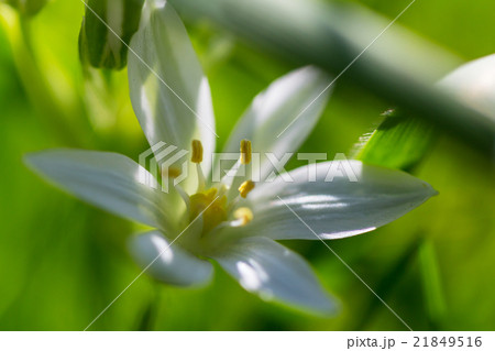 Snowdrops Snowdrops 21849516
