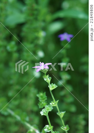 桔梗草　キキョウソウと申します。 21849806