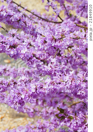 フジモドキの花 フジモドキの花 21849910