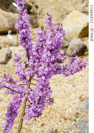 フジモドキの花 フジモドキの花 21849911