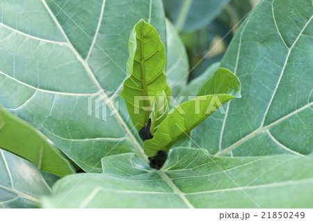 カシワバゴム 21850249