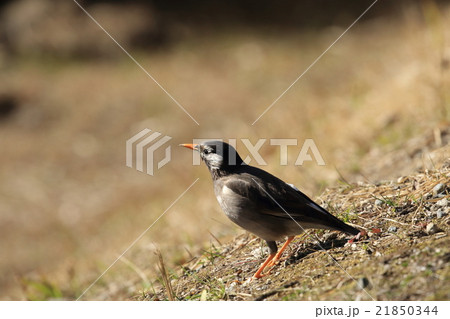 ムクドリ 21850344