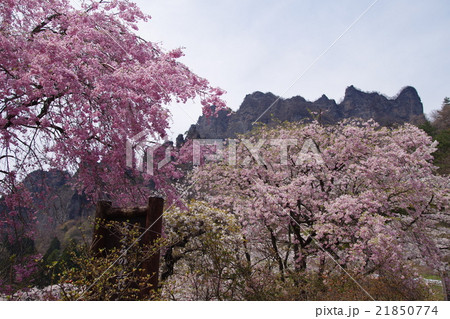 群馬県立森林公園さくらの里の写真素材