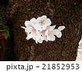 胴吹き桜 21852953