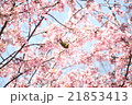 メジロ 21853413