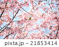 メジロ 21853414
