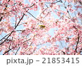 メジロ 21853415