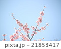 さくら 21853417