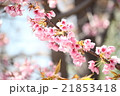 さくら 21853418