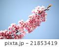 さくら 21853419