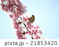 メジロ 21853420