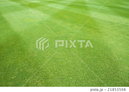grass of sport field 21853508