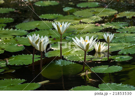 white water lily 21853530
