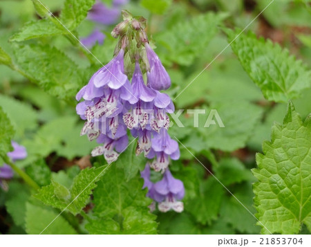 若葉の中で咲き誇る「らしょうもんかずら」 21853704