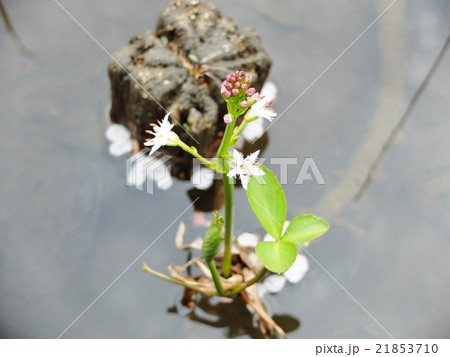 湿原の春を知らせる水草の花 湿原の春を知らせる水草の花 21853710
