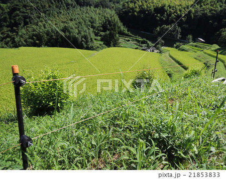 田んぼの電気柵 田んぼの電気柵 21853833