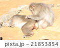 毛づくろい 21853854