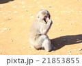子ザル 21853855