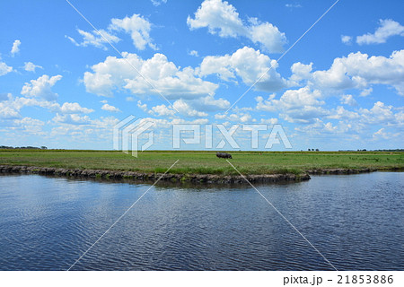 ボツワナ・チョベ国立公園 21853886