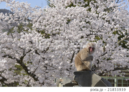 サルと桜 21853939