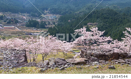 春の赤木城跡 21854544