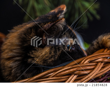 small tri-color kitten in the basket  21854828