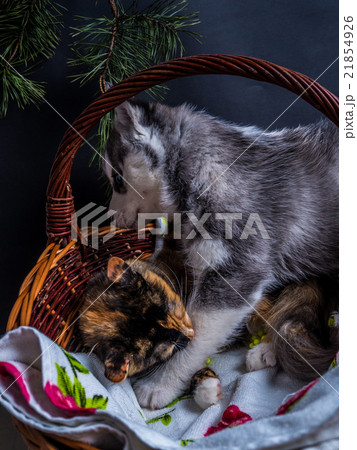 Cute siberian husky puppy cuddling cute kitten Cute siberian husky puppy cuddling cute kitten 21854926