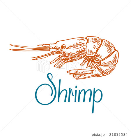 Marine shrimp or prawn sketch in engraving style 21855584