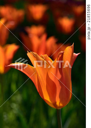 チューリップ チューリップ 21855696
