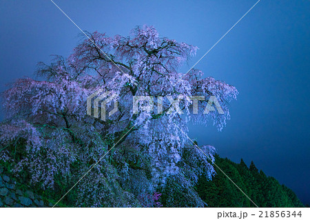 又兵衛桜(本郷の滝桜)(奈良県の風景) 又兵衛桜(本郷の滝桜)(奈良県の風景) 21856344
