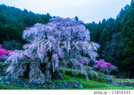 又兵衛桜(本郷の滝桜)(奈良県の風景) 又兵衛桜(本郷の滝桜)(奈良県の風景) 21856345