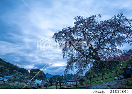 又兵衛桜(本郷の滝桜)(奈良県の風景) 又兵衛桜(本郷の滝桜)(奈良県の風景) 21856346