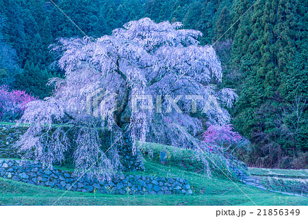又兵衛桜（本郷の滝桜）（奈良県の風景） 21856349