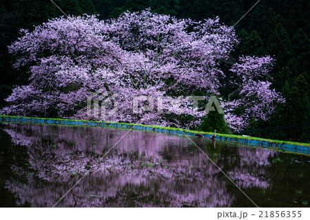 諸木野の桜（奈良県の風景） 21856355