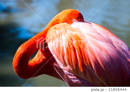 Ueno Zoo's Pink Flamingo (Tokyo landscape) - Stock Photo [21856444
