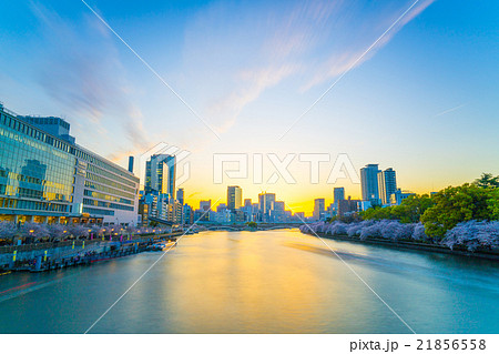 天満橋から眺める大川沿いの桜と夕景 大阪の風景 の写真素材