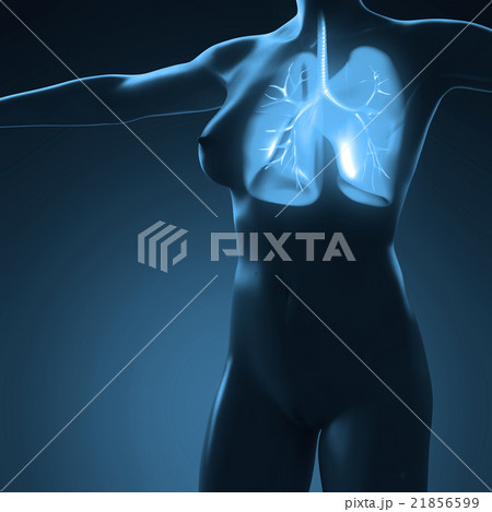 science anatomy of human body with glow lungs science anatomy of human body with glow lungs 21856599