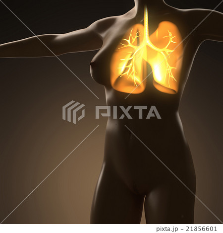 science anatomy of human body with glow lungs 21856601
