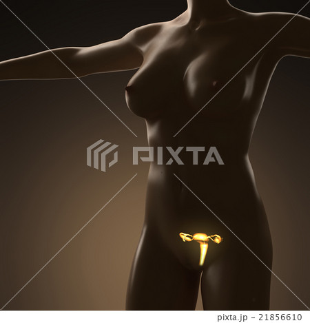 human body with glow roproductive organs human body with glow roproductive organs 21856610