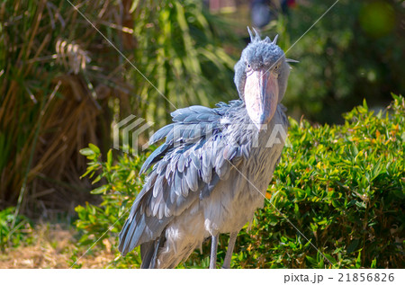 上野動物園のハシビロコウ(東京の風景) 上野動物園のハシビロコウ(東京の風景) 21856826